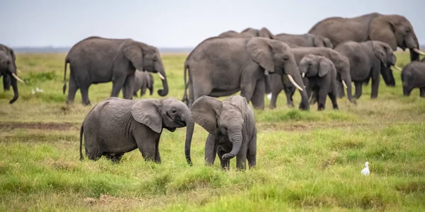 Two Young Elephants Playing Herd Funny Animals Amboseli Park Kenya — Stock Photo, Image