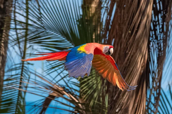 Guacamayos Escarlata Ara Macao Hermoso Loro Volando Costa Rica —  Fotos de Stock