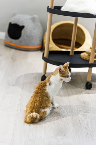 A cat at a cat cafe in Shanghai