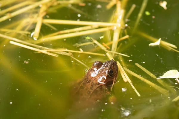 一只欧洲青蛙把头伸出水面 — 图库照片