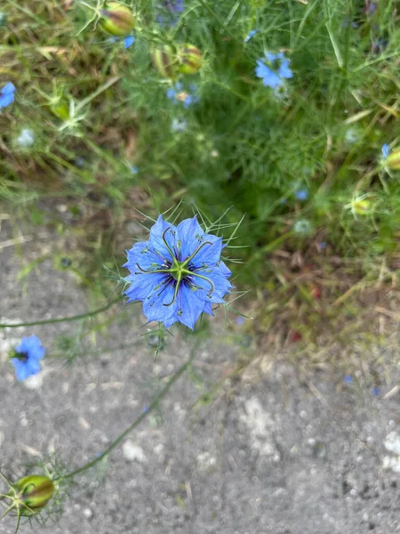 Close Vertical Nigella Damascena Amor Uma Névoa Diabo Mato — Fotografia de Stock