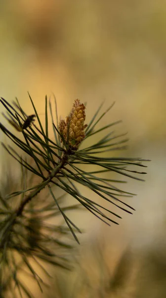 Bir Çam Ağacı Dalının Yakın Çekimi — Stok fotoğraf