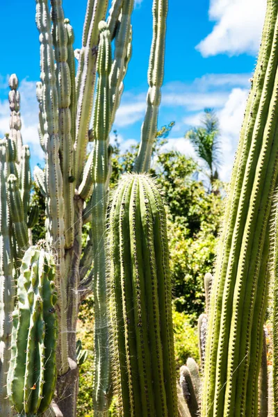 Closeup Shot Cardon Grande Cactus Echinopsis Terscheckii — Stock Photo, Image
