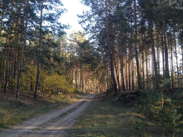 森の中の地上道路 — ストック写真