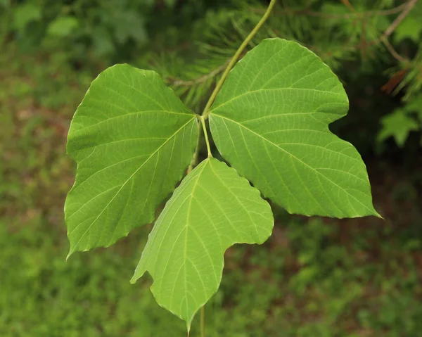 Ένα Κοντινό Πλάνο Ενός Φύλλου Kudzu Pueraria Montana Ένα Θολό — Φωτογραφία Αρχείου