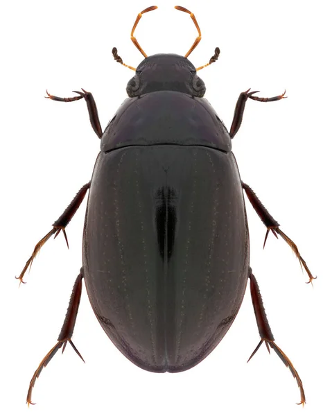 Hydrochara Caraboides Nom Trivial Petit Coléoptère Argenté — Photo