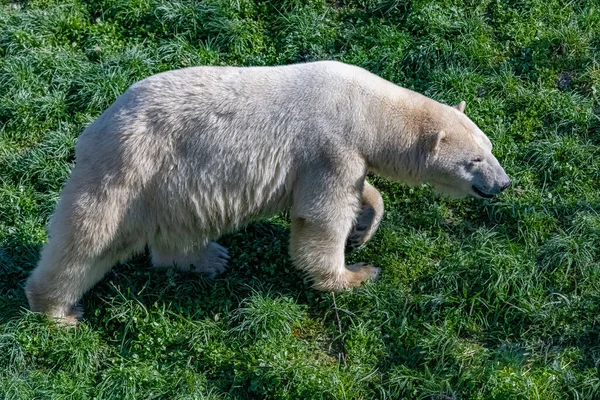 Белый Медведь Молодой Играющий Матерью Лесу — стоковое фото