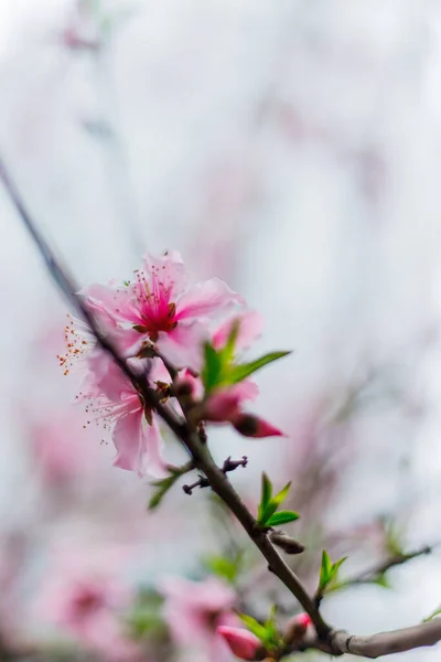 Nahaufnahme Einer Kirschblüte Frühling — Stockfoto