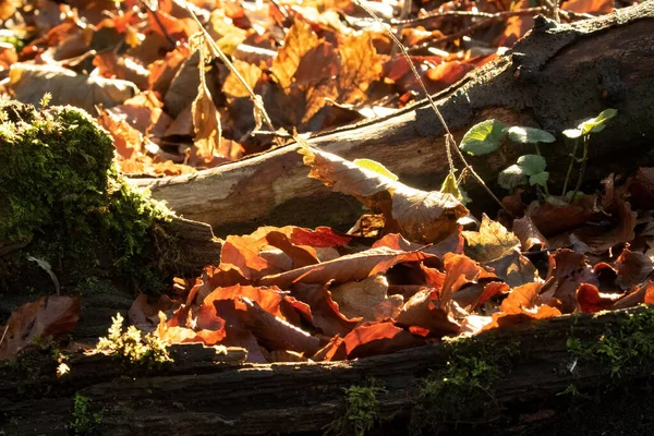 Крупный План Опавшего Мха Осенние Осенние Листья Лесу — стоковое фото