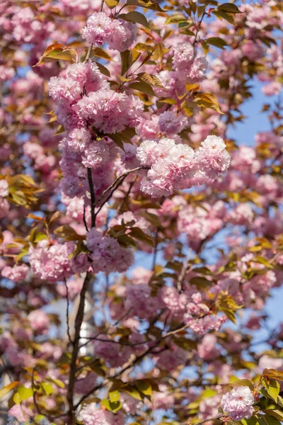 Tiro Vertical Flores King Cherry Floresce Árvore Suwon Coréia Sul — Fotografia de Stock