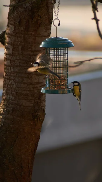 Vertical Shot Great Tit Birds Hanging Bird Feeders Cage — Stockfoto