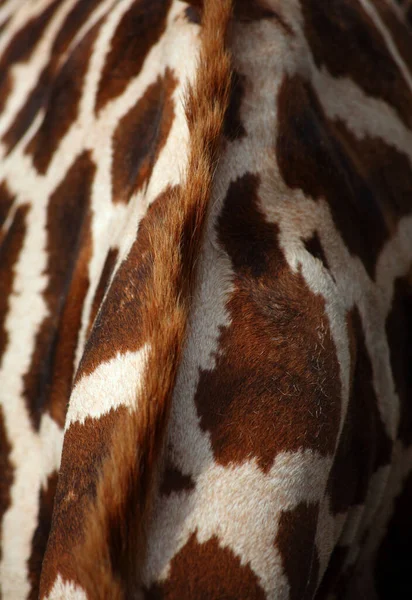 长颈鹿脖子后部有斑点皮肤的棕色鬃毛的垂直照片 — 图库照片