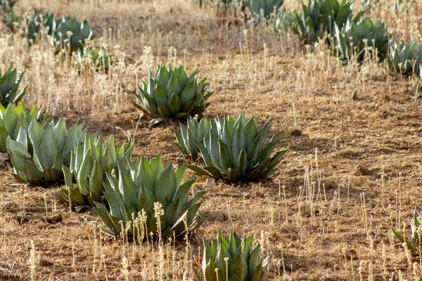 Agave Maximiliana Planta Para Producir Raicilla Bebida Alcohólica San Gregorio — Foto de Stock