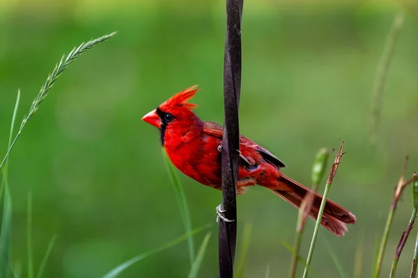 Tiro Seletivo Foco Pássaro Cardinal Vermelho Brilhante Empoleirado Ramo — Fotografia de Stock