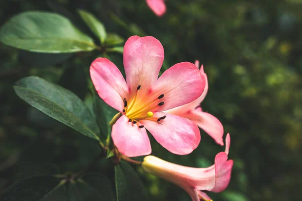 Ένα Κοντινό Πλάνο Του Ροζ Rhododendron Τμήμα Vireya Λουλούδια Αυξάνεται — Φωτογραφία Αρχείου