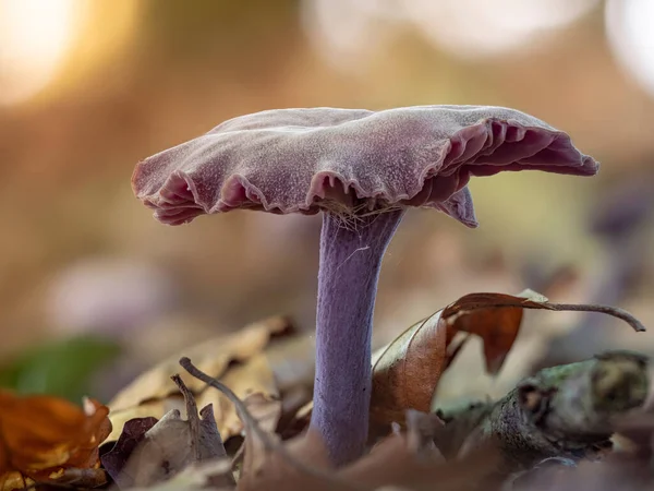 黎明时分紫水晶欺骗蘑菇的特写镜头 — 图库照片