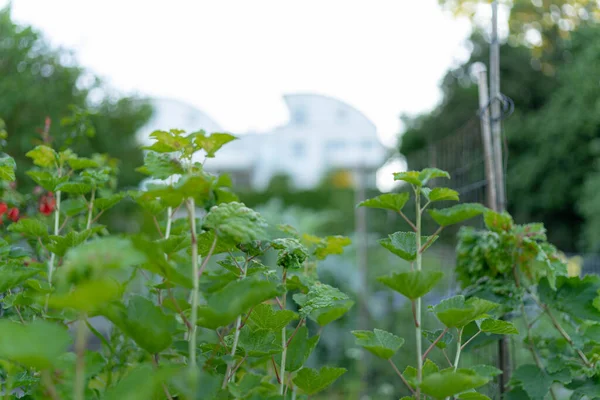 Close Folhas Plantas Verdes Crescendo Jardim — Fotografia de Stock