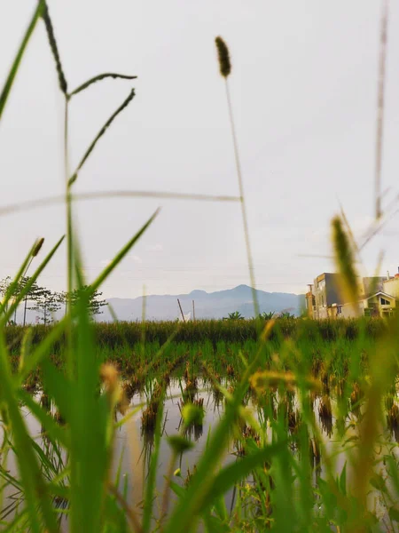 Tiro Vertical Campo Arroz Contra Cielo Del Atardecer — Foto de Stock