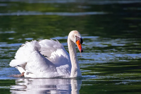 Прекрасный Портрет Белого Лебедя Поверхности Воды Солнечный День — стоковое фото