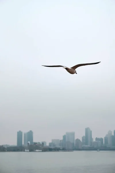 Una Gaviota Volando Sobre Agua Staten Island Con Tiempo Brumoso — Foto de Stock