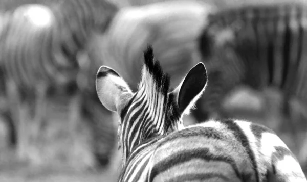 Focalizare Superficială Părții Din Spate Capului Unei Zebre — Fotografie, imagine de stoc