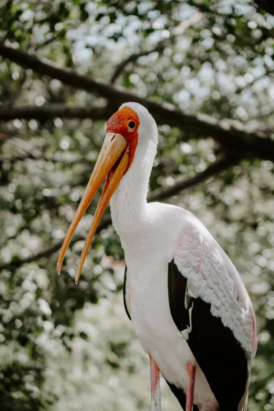 Yellow Billed Stork Mycteria Ibis Kuala Lumpur Bird Park Malaysia — Stock Photo, Image