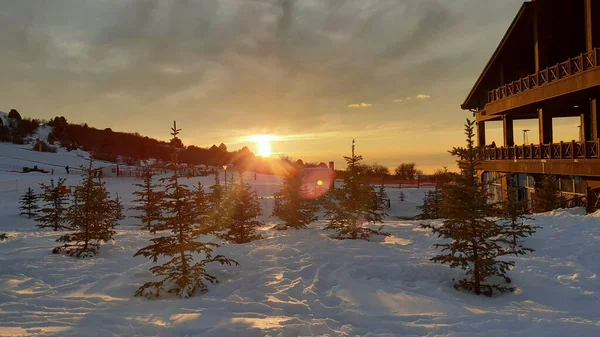 美丽的日出在雪地的松园上 — 图库照片