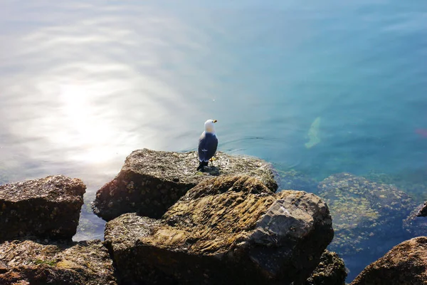 Una Linda Gaviota Una Piedra Junto Lago Azul Día Soleado — Foto de Stock