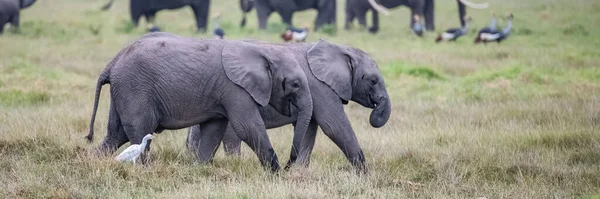 Two Young Elephants Playing Herd Funny Animals Amboseli Park Kenya — Stock Photo, Image