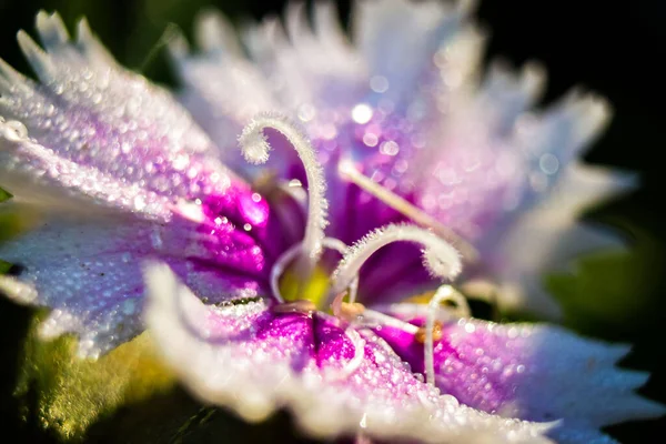 Bulanık Bir Arkaplanda Çan Çiçeğinin Makro Görüntüsü — Stok fotoğraf