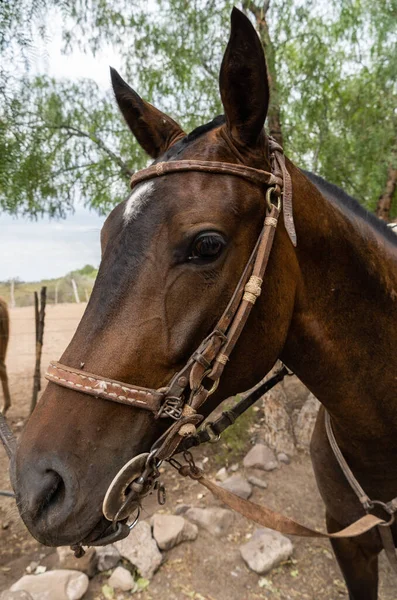 Eine Vertikale Aufnahme Eines Braunen Pferdes Mit Einem Zaumzeug Gesicht — Stockfoto