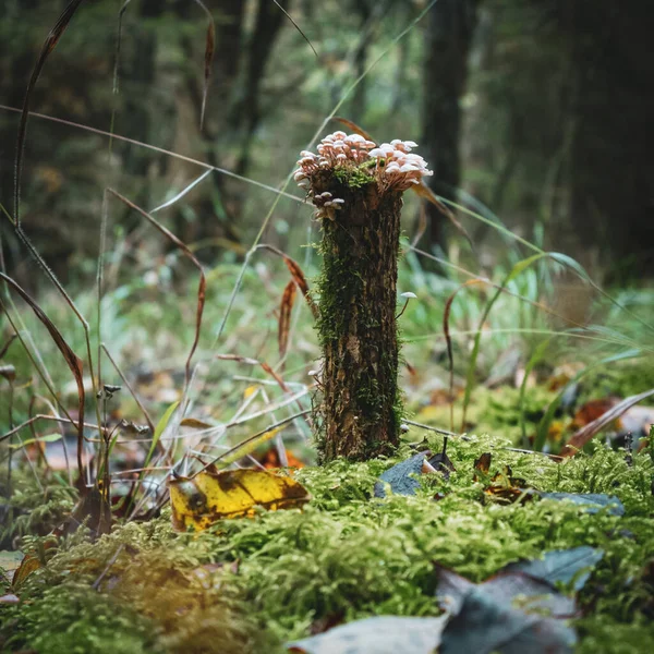 Primo Piano Piccolo Pezzo Legno Muschiato Con Piccoli Funghi Nei — Foto Stock