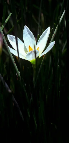 Tiro Close Vertical Uma Flor Croco Branco Florescendo — Fotografia de Stock