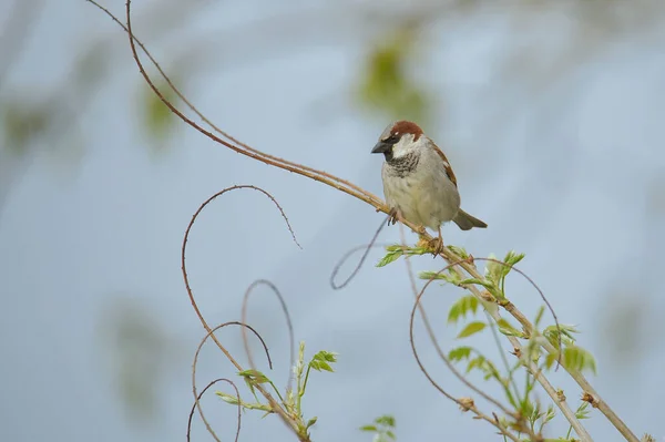 Closeup Shot House Sparrow Perching Tree Branch — Stock Photo, Image