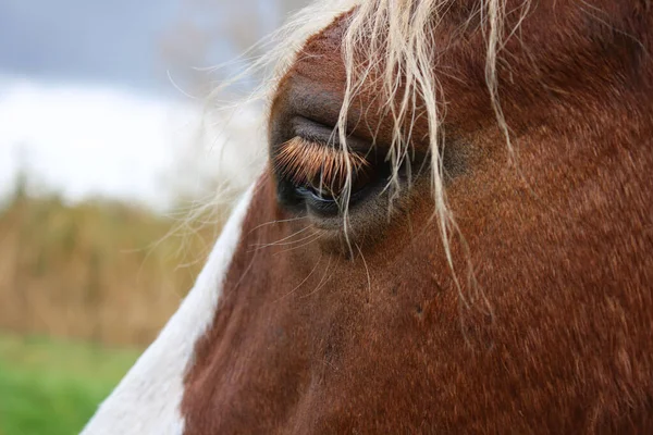 まつげと茶色の馬の目のクローズアップショット — ストック写真