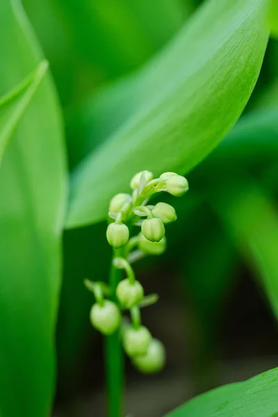 Een Verticaal Macro Shot Van Lelie Van Vallei Plant Convallaria — Stockfoto