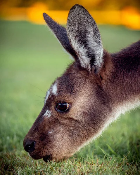 Vertikální Detailní Záběr Klokana Pojídajícího Zelenou Trávu Louce Austrálii — Stock fotografie