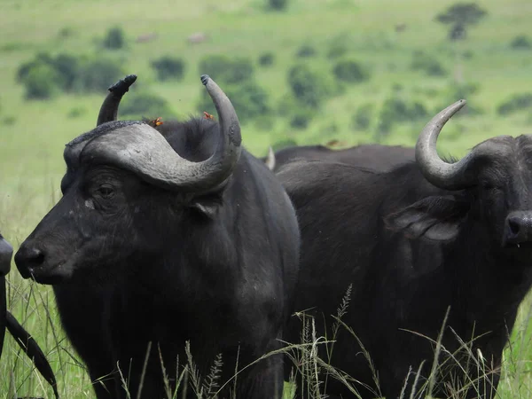 Closeup Shot African Buffalos Field Maasai Mara National Park Kenya — Stock Photo, Image