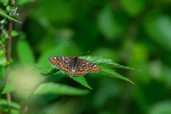 Fritilário Escasso Euphydryas Maturna Borboleta Ameaçada Protegida Suécia Fundo Verde — Fotografia de Stock