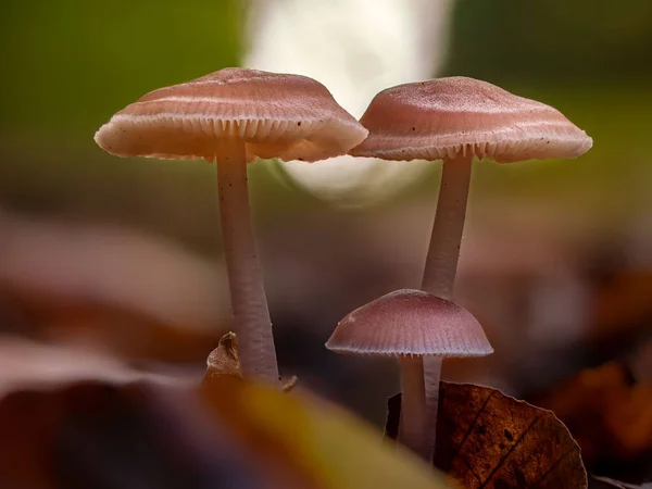 Крупный План Трех Грибов Mycena Rosea Осенью — стоковое фото