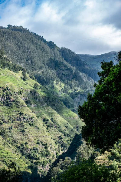 Bulutlu bir gökyüzünün altında doğal bir orman ve dağ manzarası