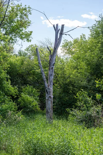 在绿树成荫的森林中一棵被破坏了的木树的垂直拍 — 图库照片