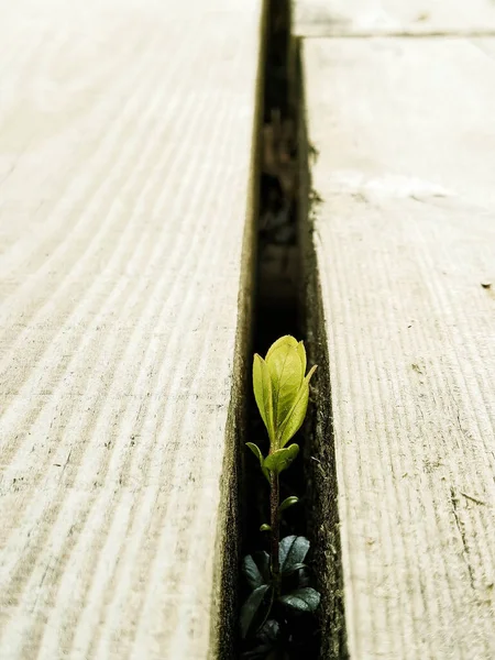 Közeli Kép Egy Friss Növény Táblák — Stock Fotó
