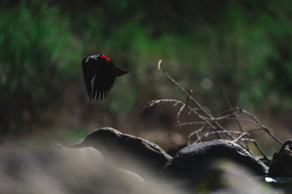 Una Fotografía Mirlo Alado Rojo Vuelo Cerca Cache Creek Califronia —  Fotos de Stock