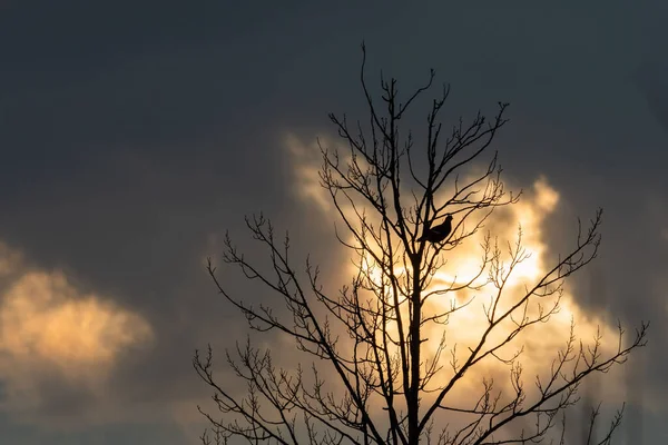 Naturskön Utsikt Över Silhuett Fågel Placerad Trädgren Solnedgången Himlen Bakgrund — Stockfoto