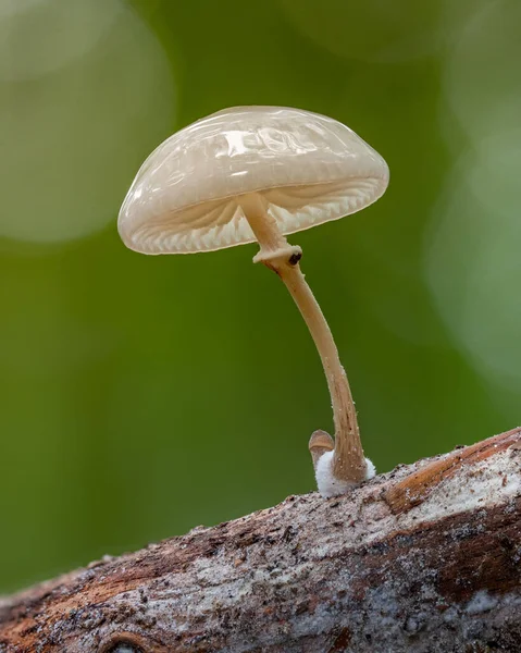 Pequeno Cogumelo Mucidula Mucida — Fotografia de Stock