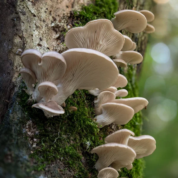 木の切り株の上の森の新鮮な肺のカキのキノコ — ストック写真