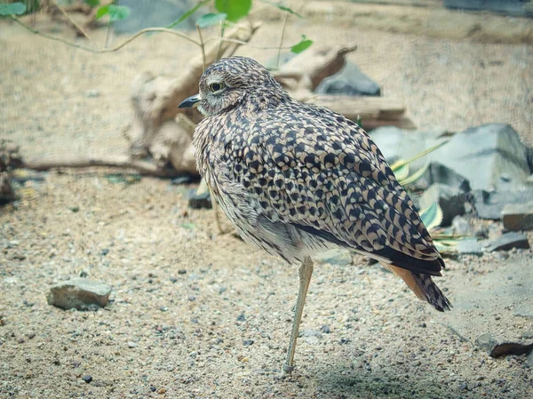 Een Close Van Een Prachtige Gevlekte Dikke Knie Een Grond — Stockfoto