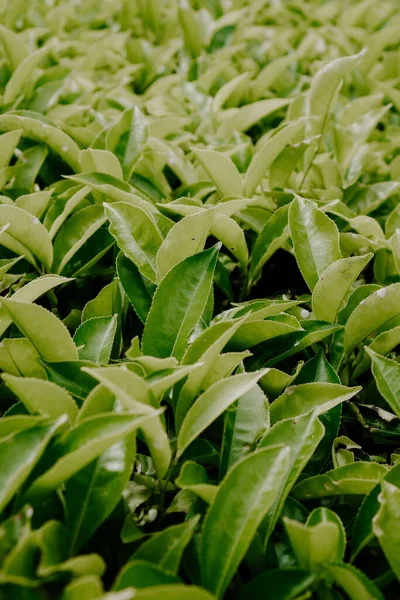 Teeblätter Aus Nächster Nähe Einem Cameron Highlands — Stockfoto