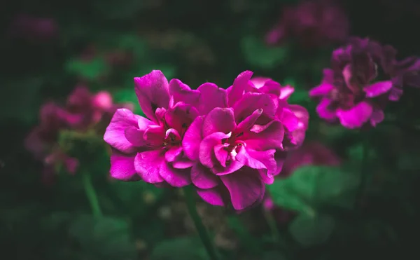 Primer Plano Flores Florecientes Geranios — Foto de Stock